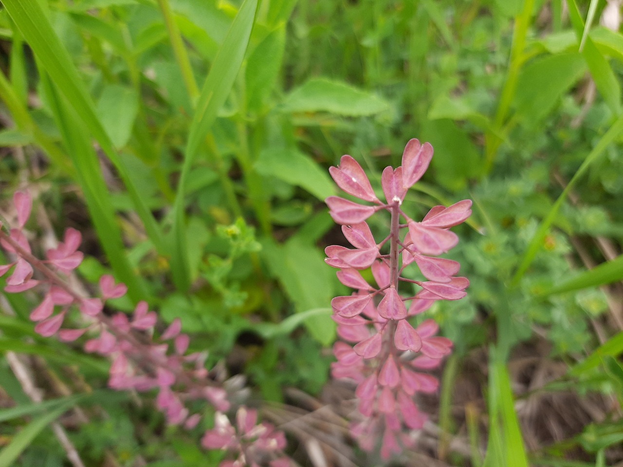 Capsella rubella