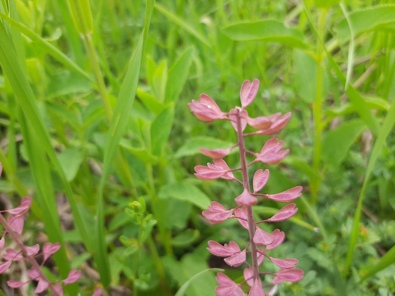 Capsella rubella