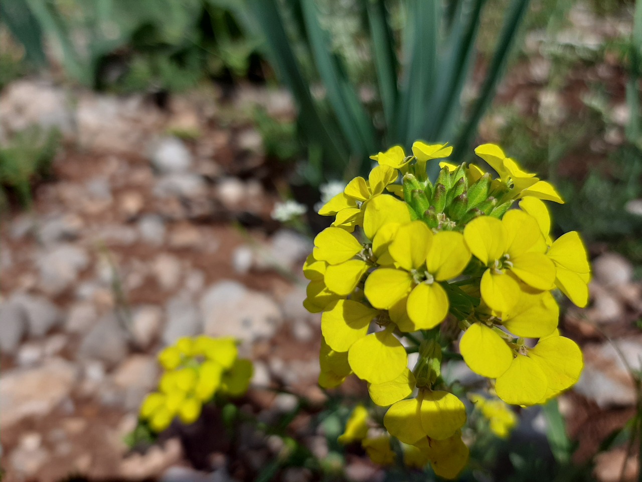 Erysimum cuspidatum