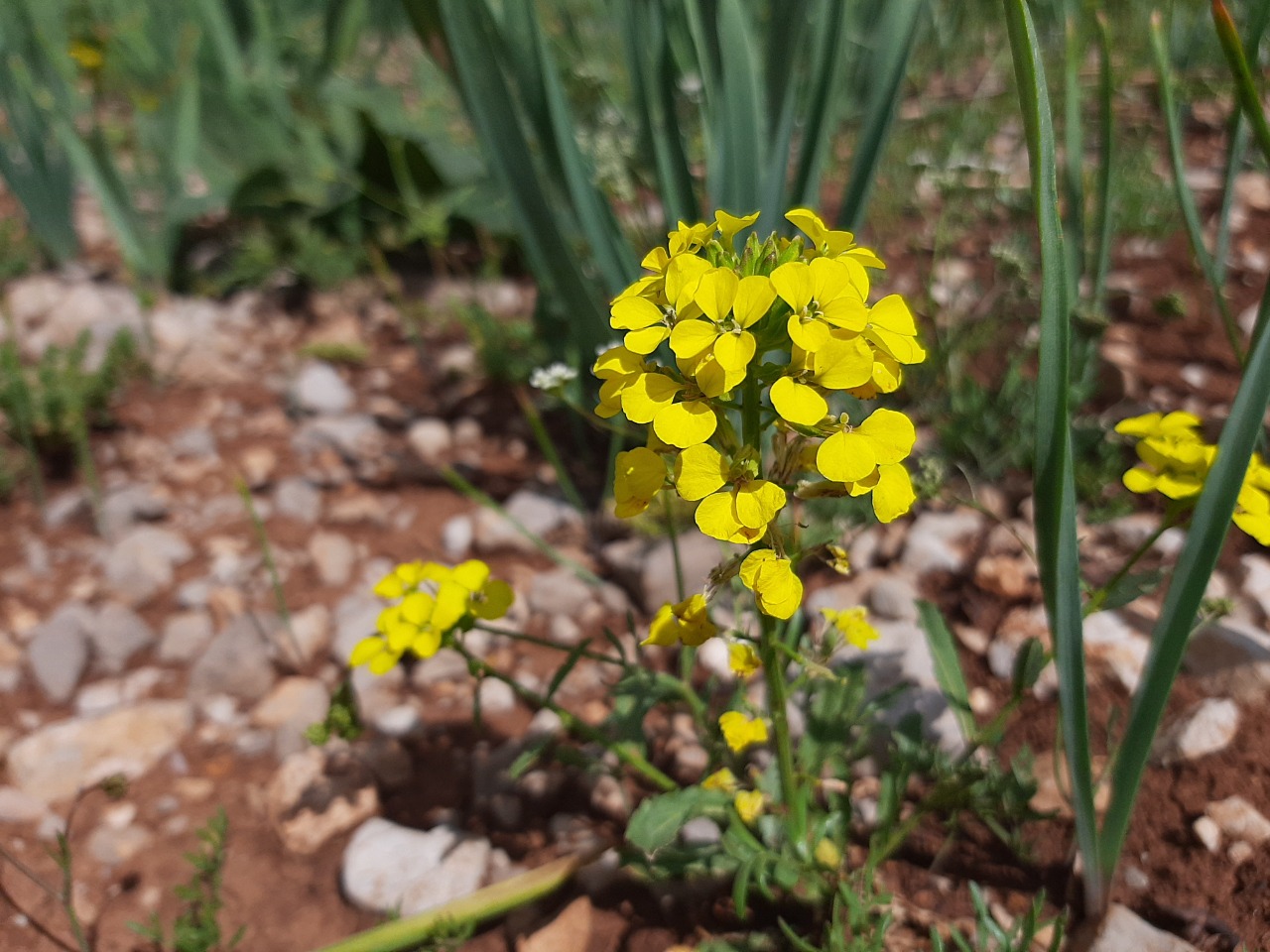 Erysimum cuspidatum