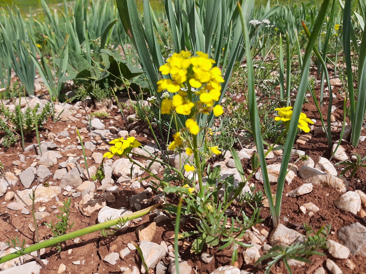 Erysimum cuspidatum