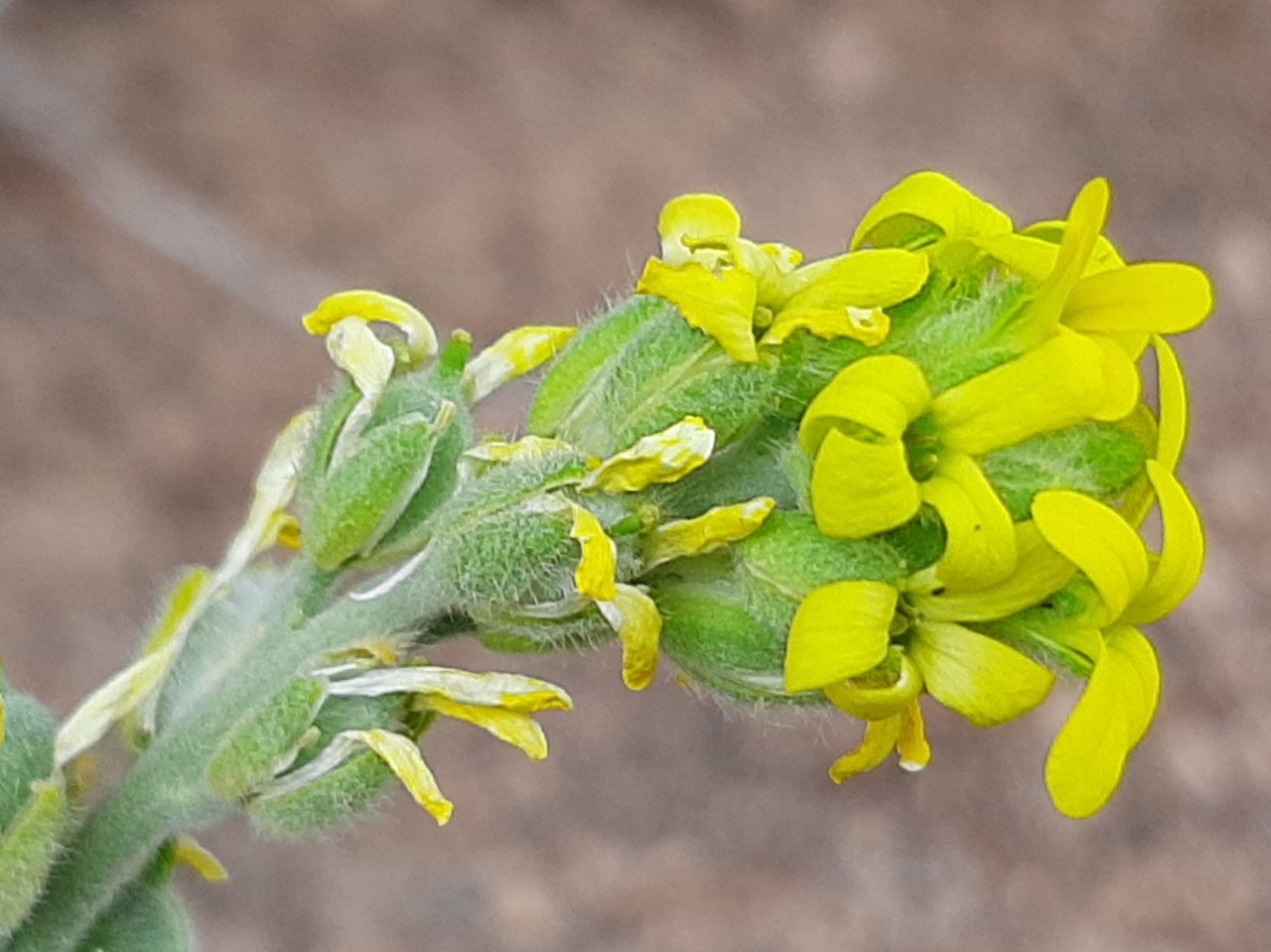 Fibigia clypeata