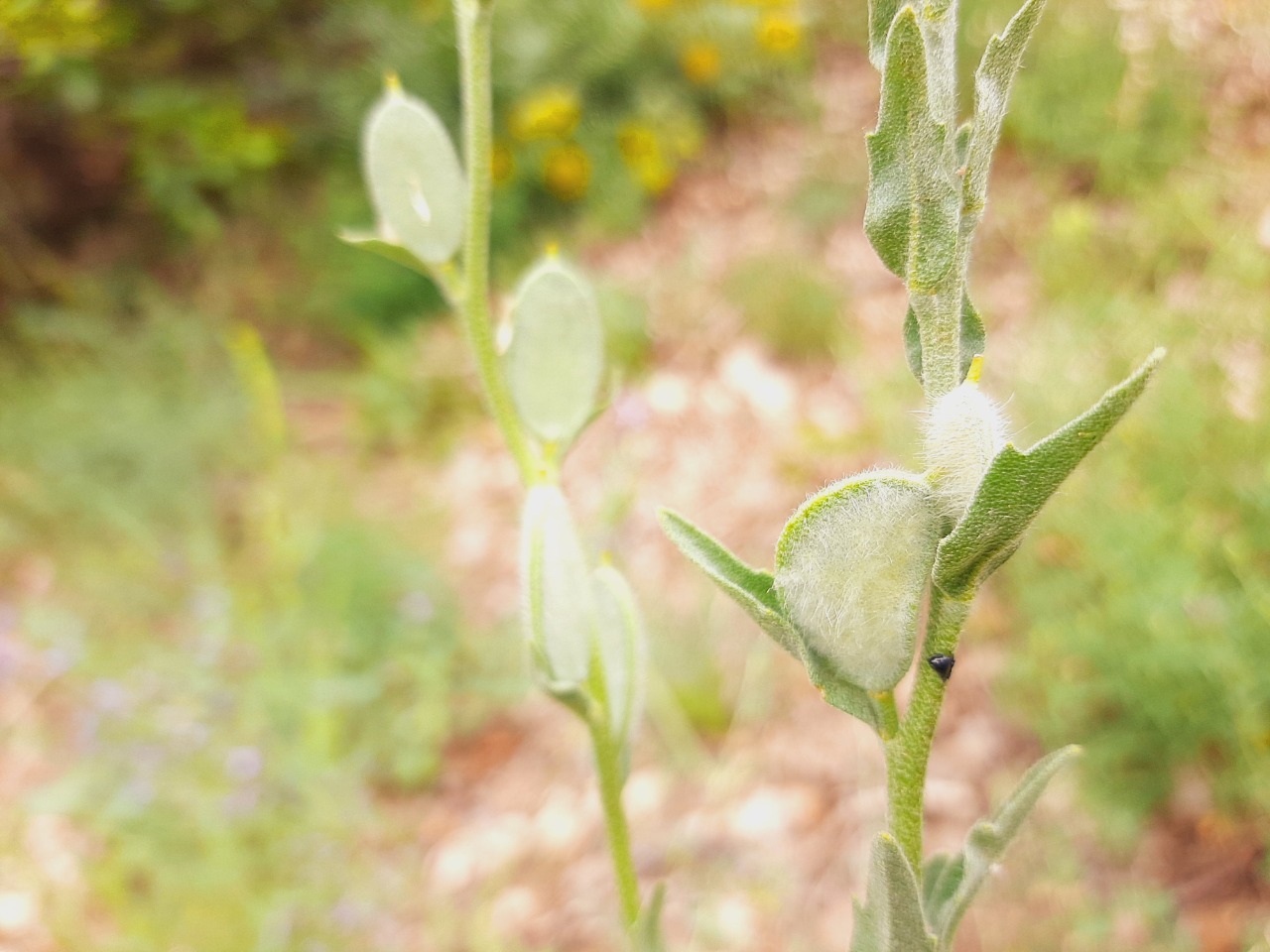 Fibigia clypeata