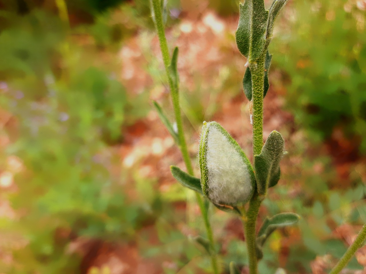 Fibigia clypeata