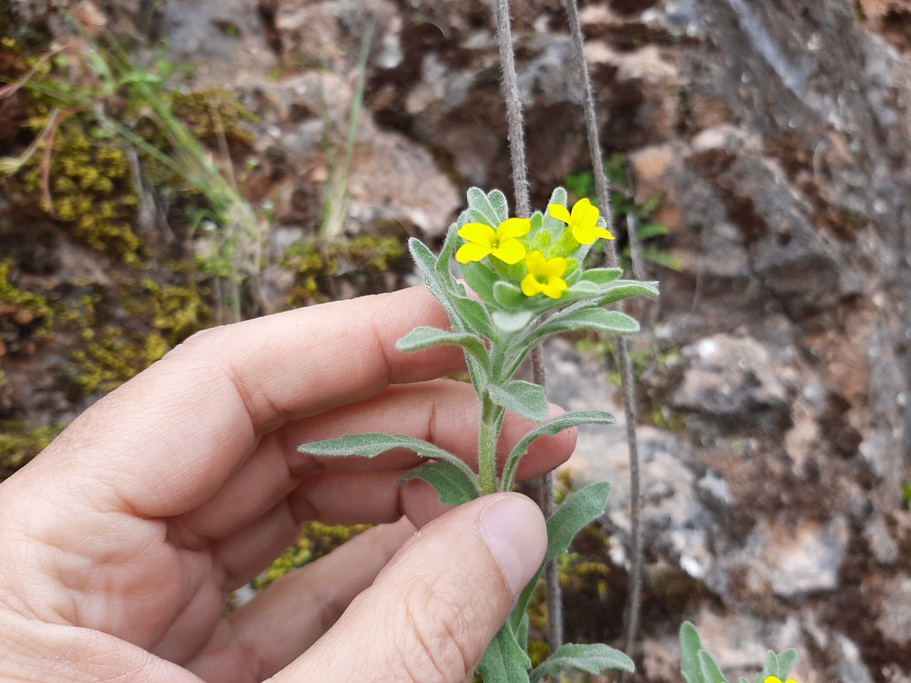 Fibigia clypeata