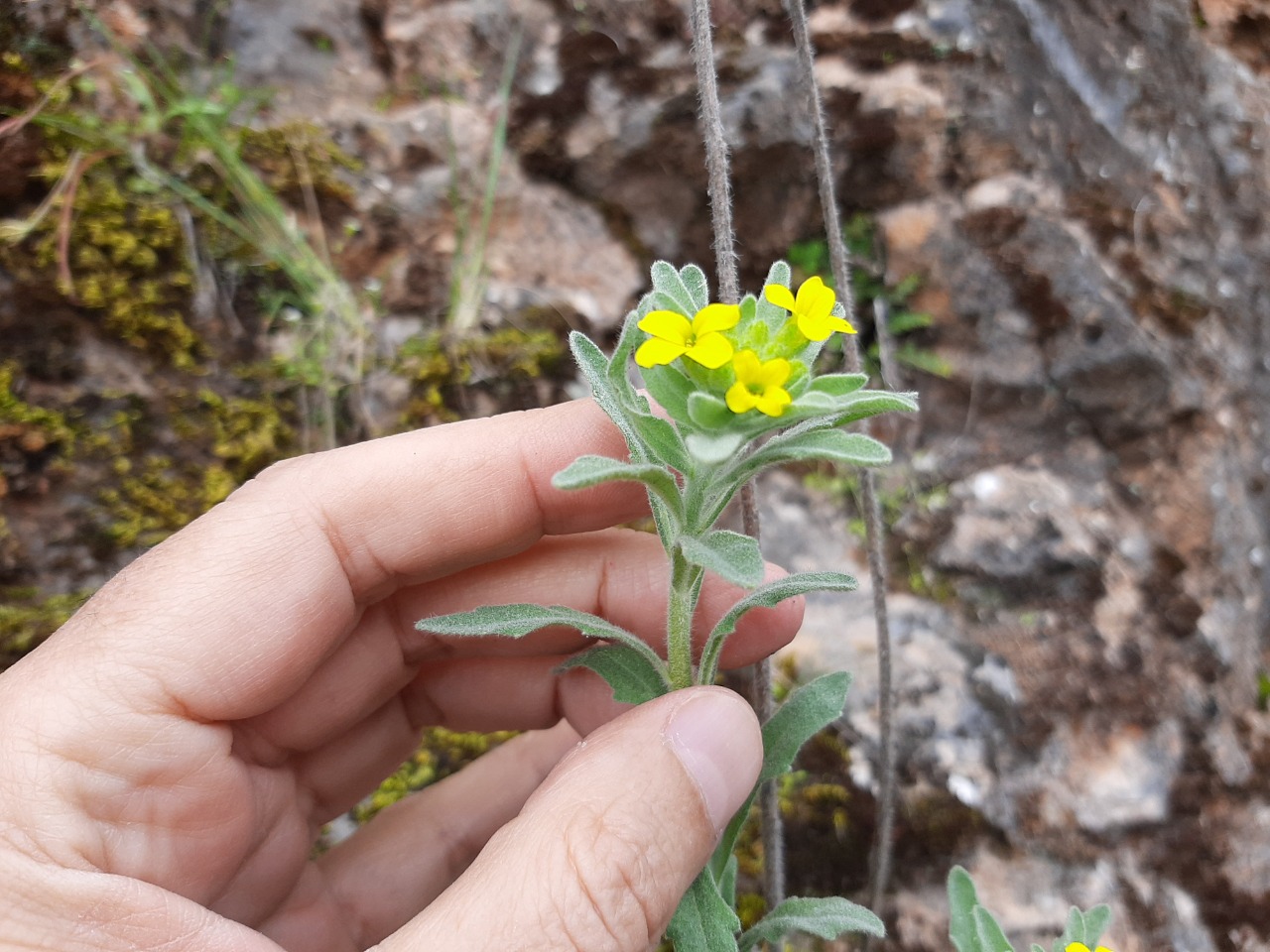 Fibigia clypeata