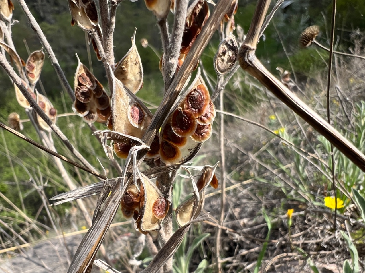 Fibigia clypeata