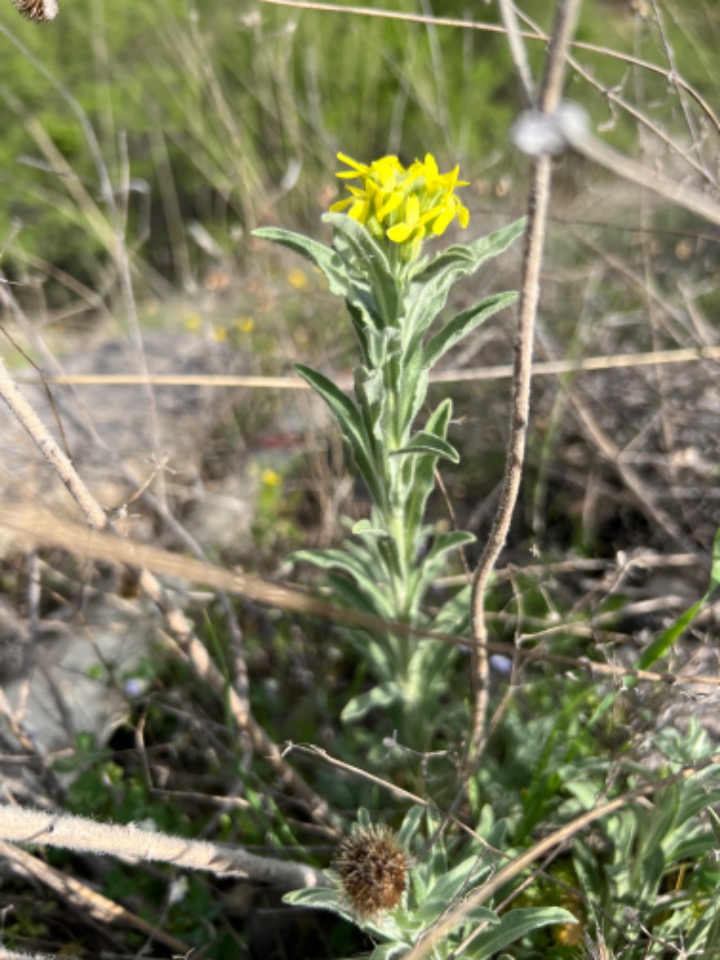 Fibigia clypeata