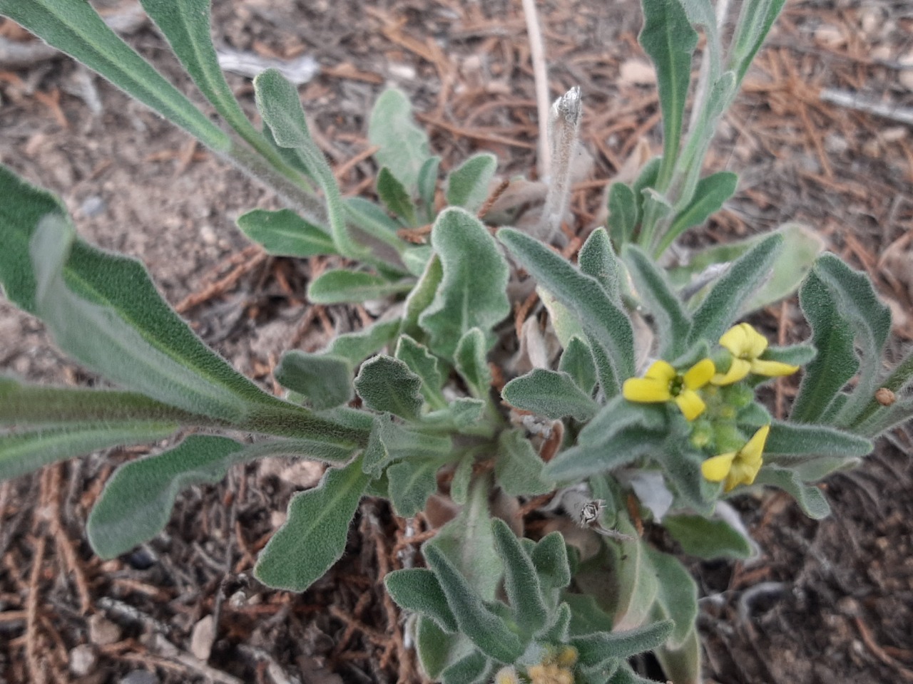Fibigia clypeata