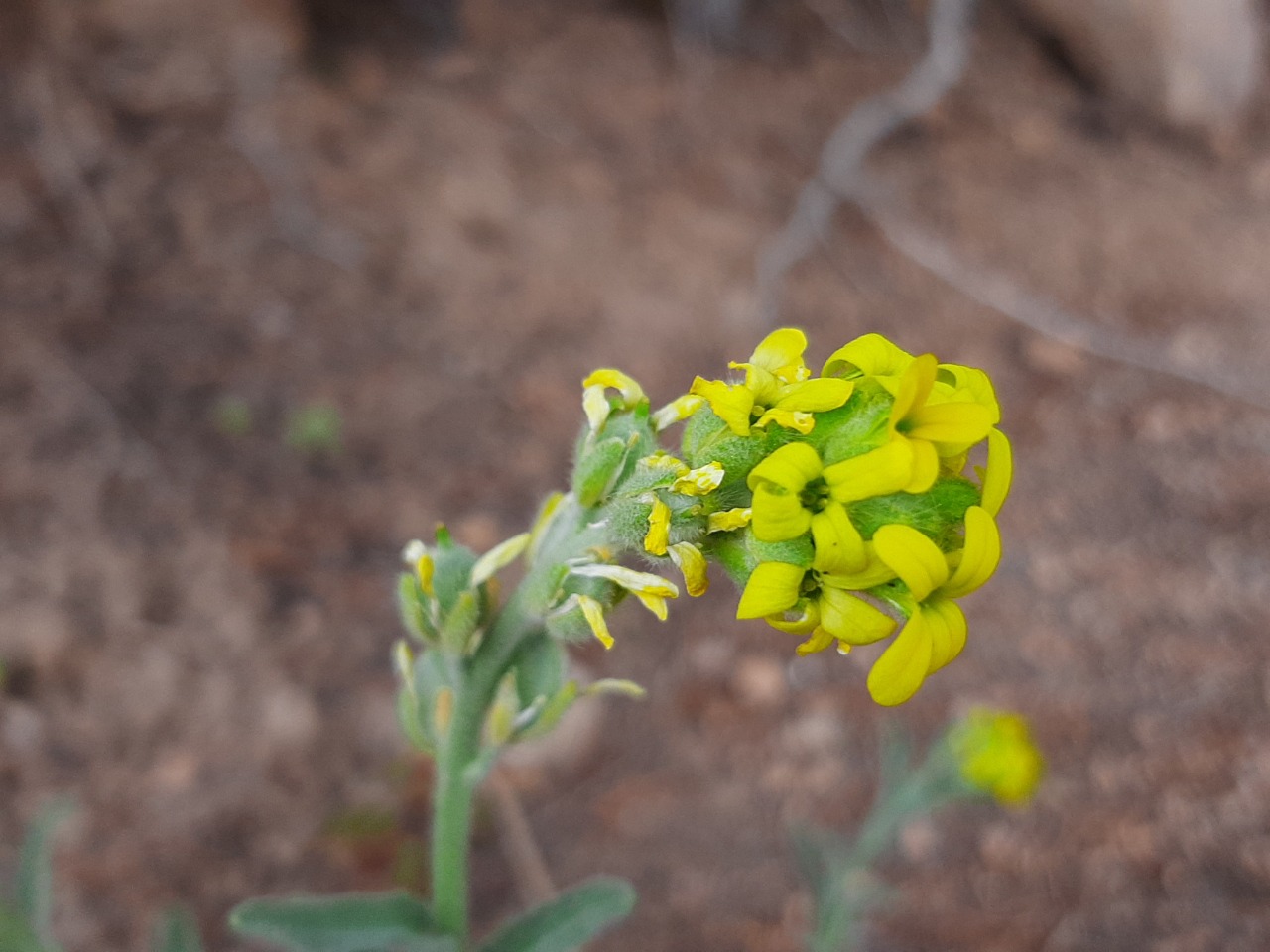 Fibigia clypeata
