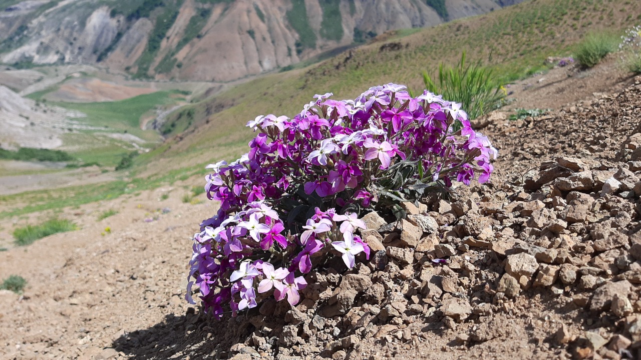 Hesperis breviscapa