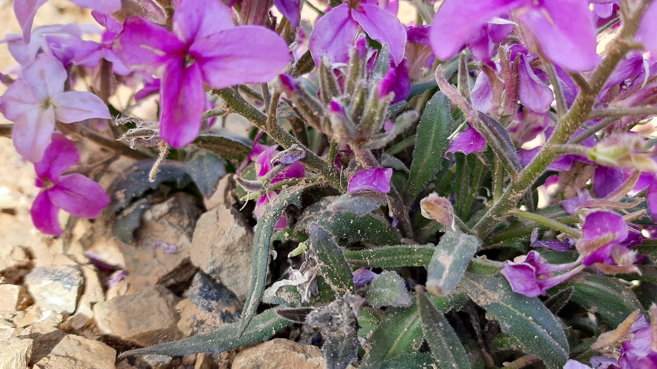 Hesperis breviscapa