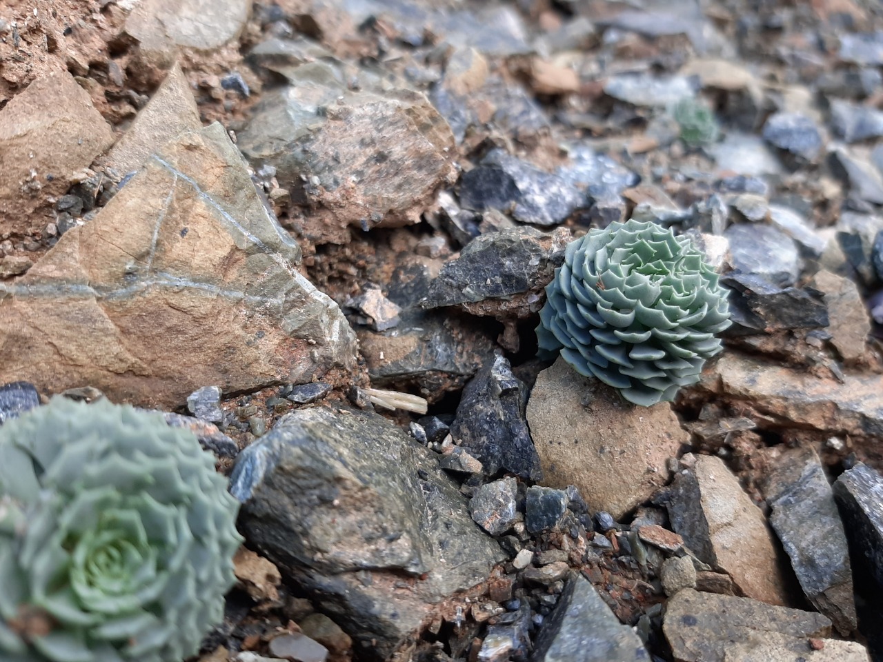 Pseudosempervivum aucheri