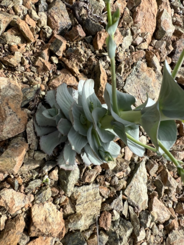 Pseudosempervivum aucheri