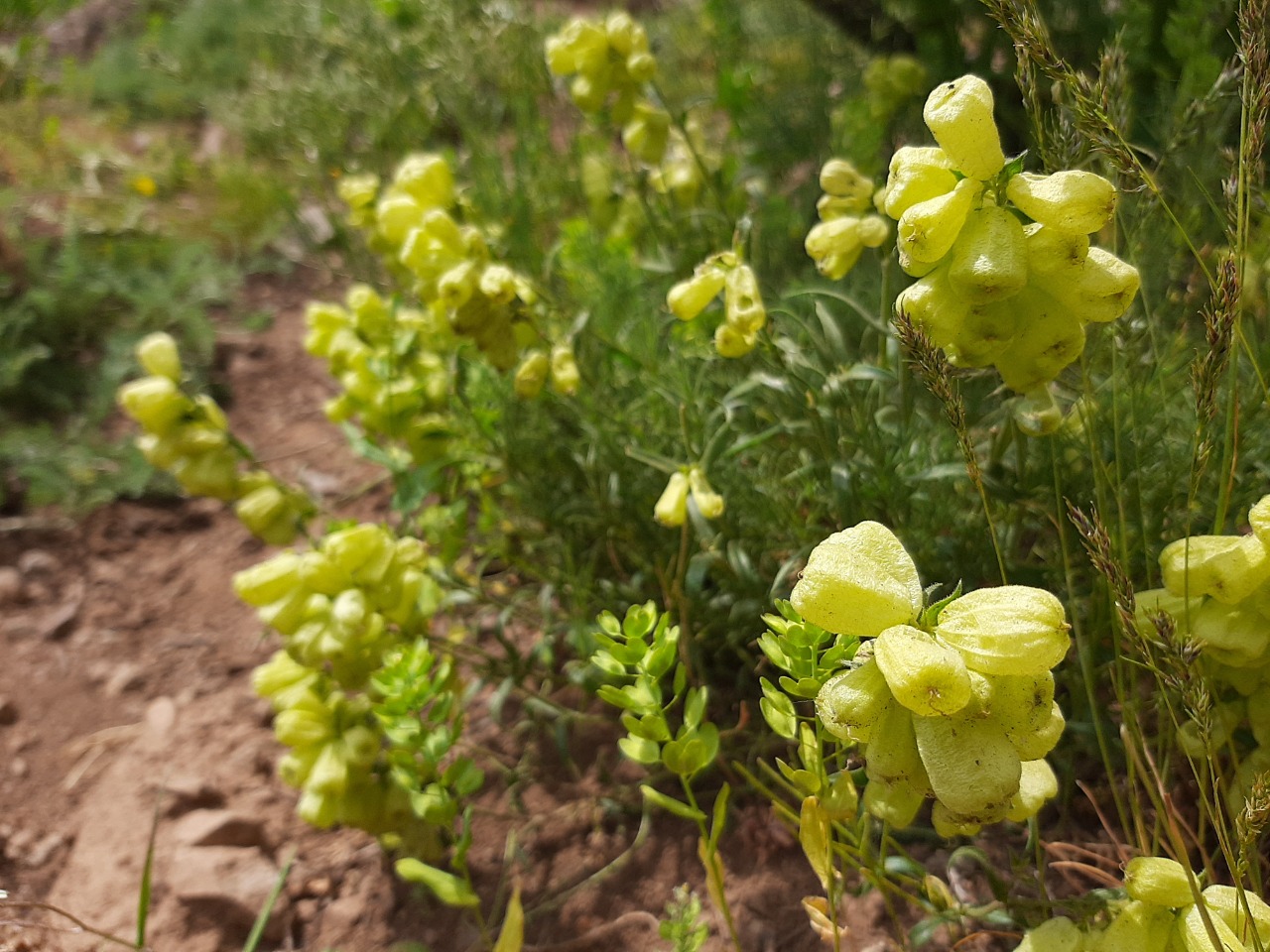 Silene ampullata