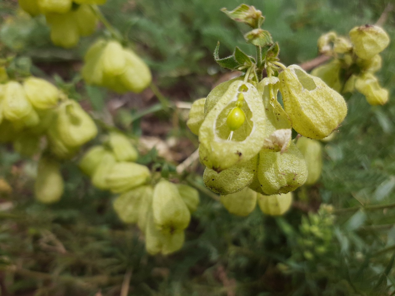 Silene ampullata