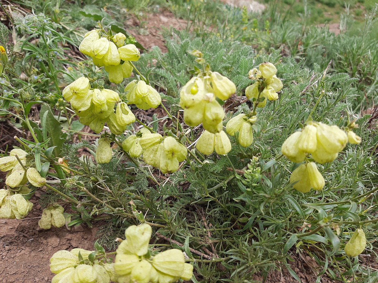 Silene ampullata