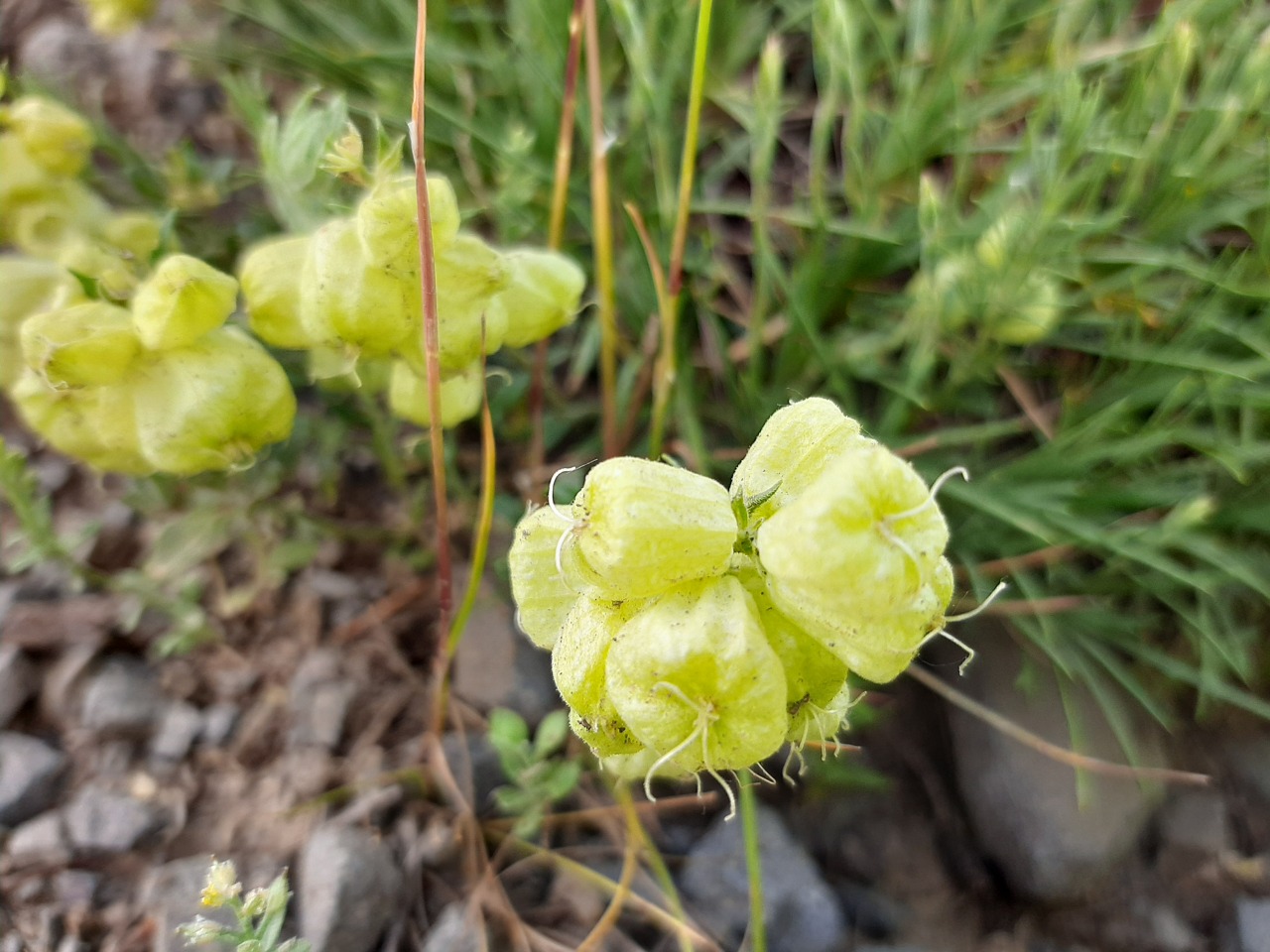 Silene ampullata