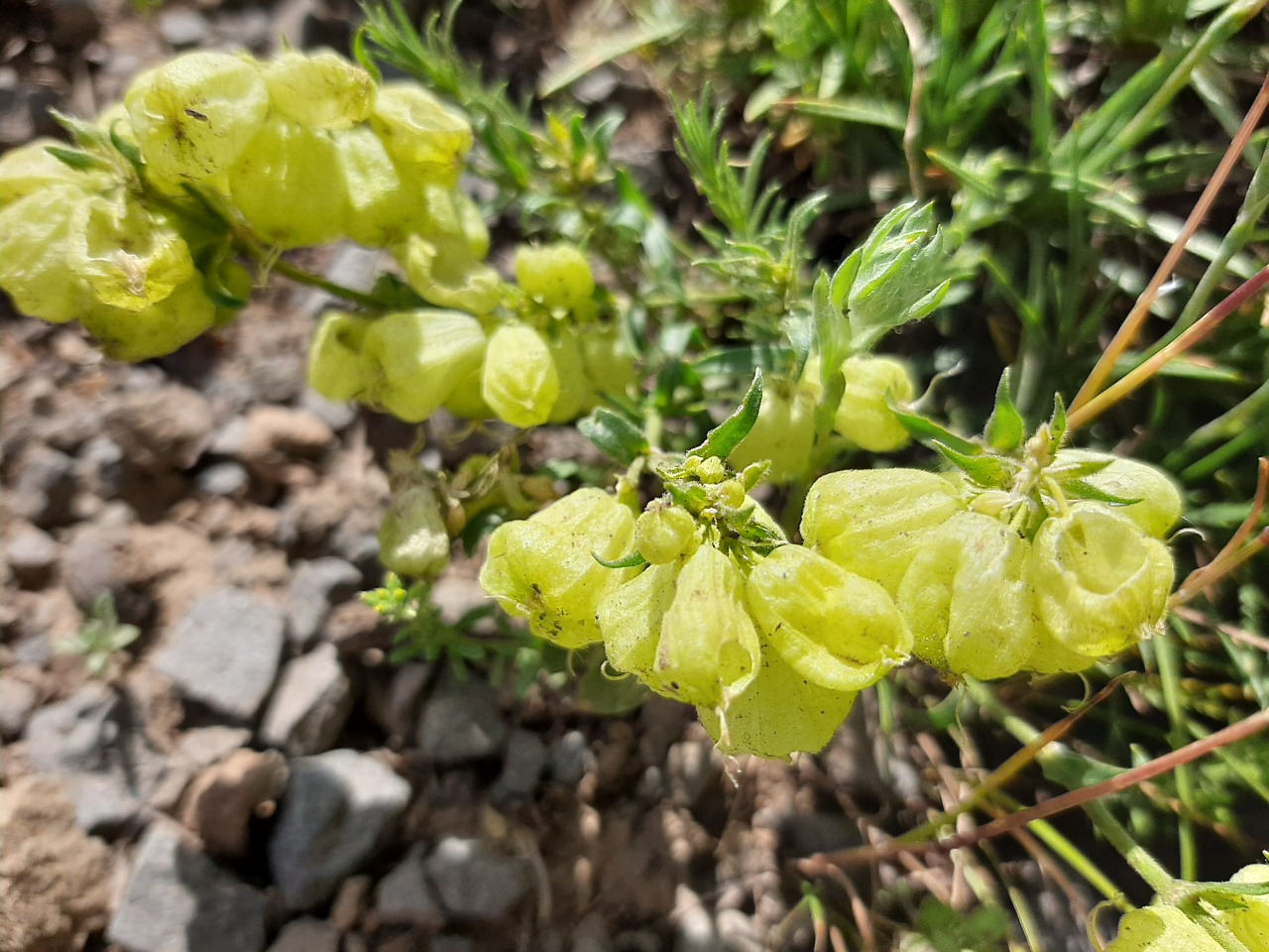 Silene ampullata