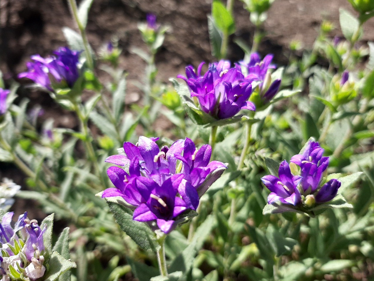 Campanula involucrata