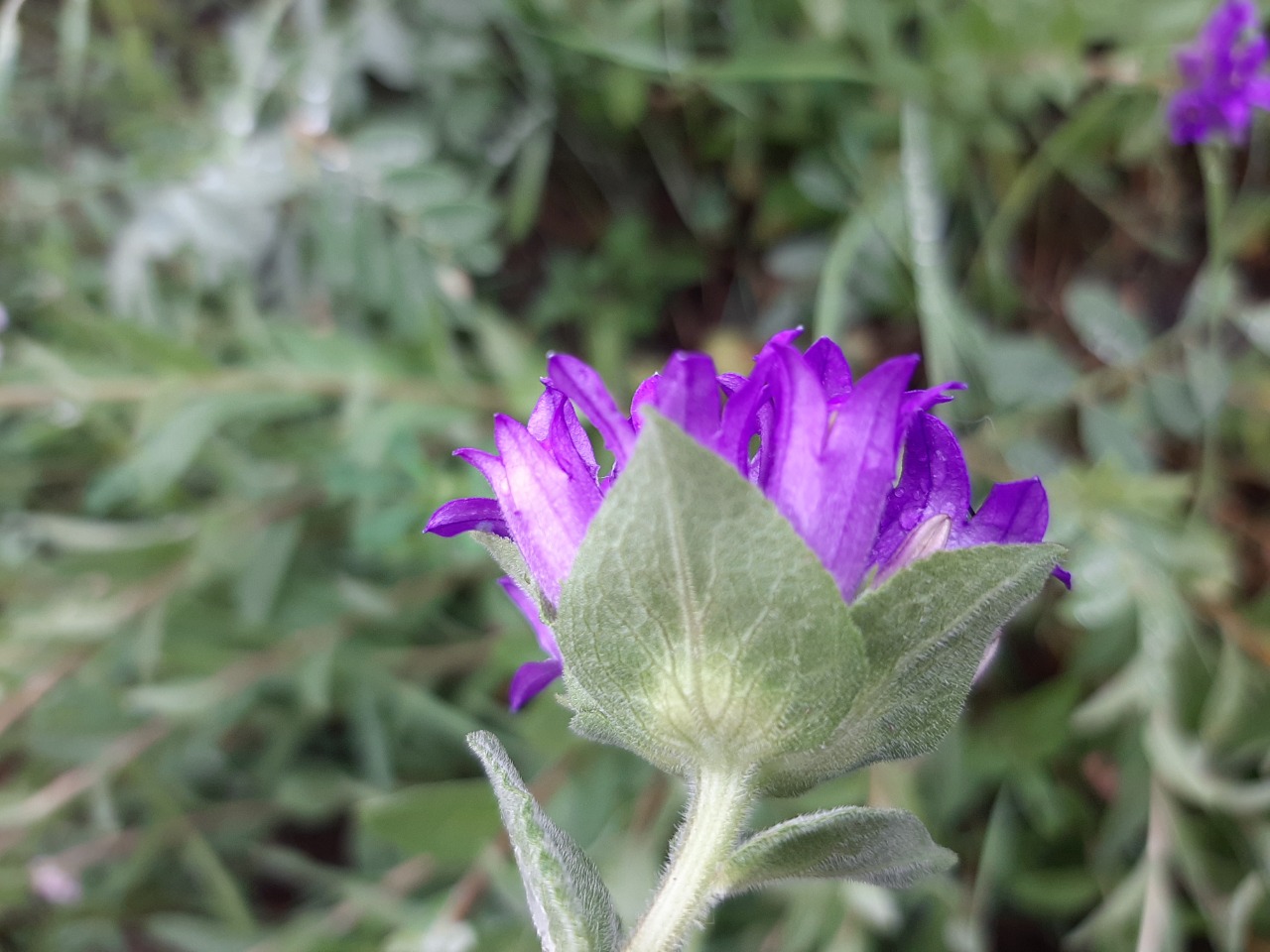 Campanula involucrata