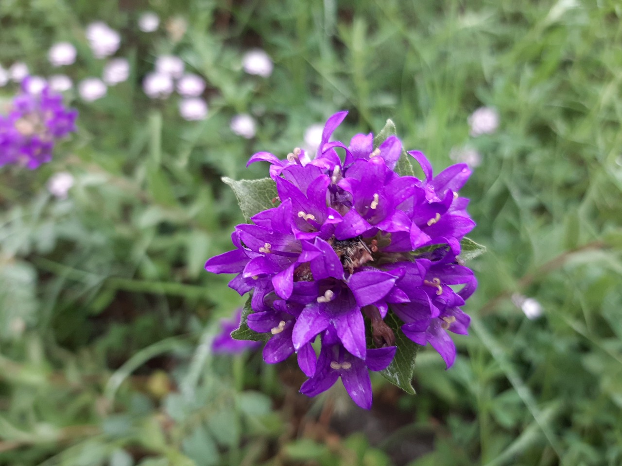 Campanula involucrata