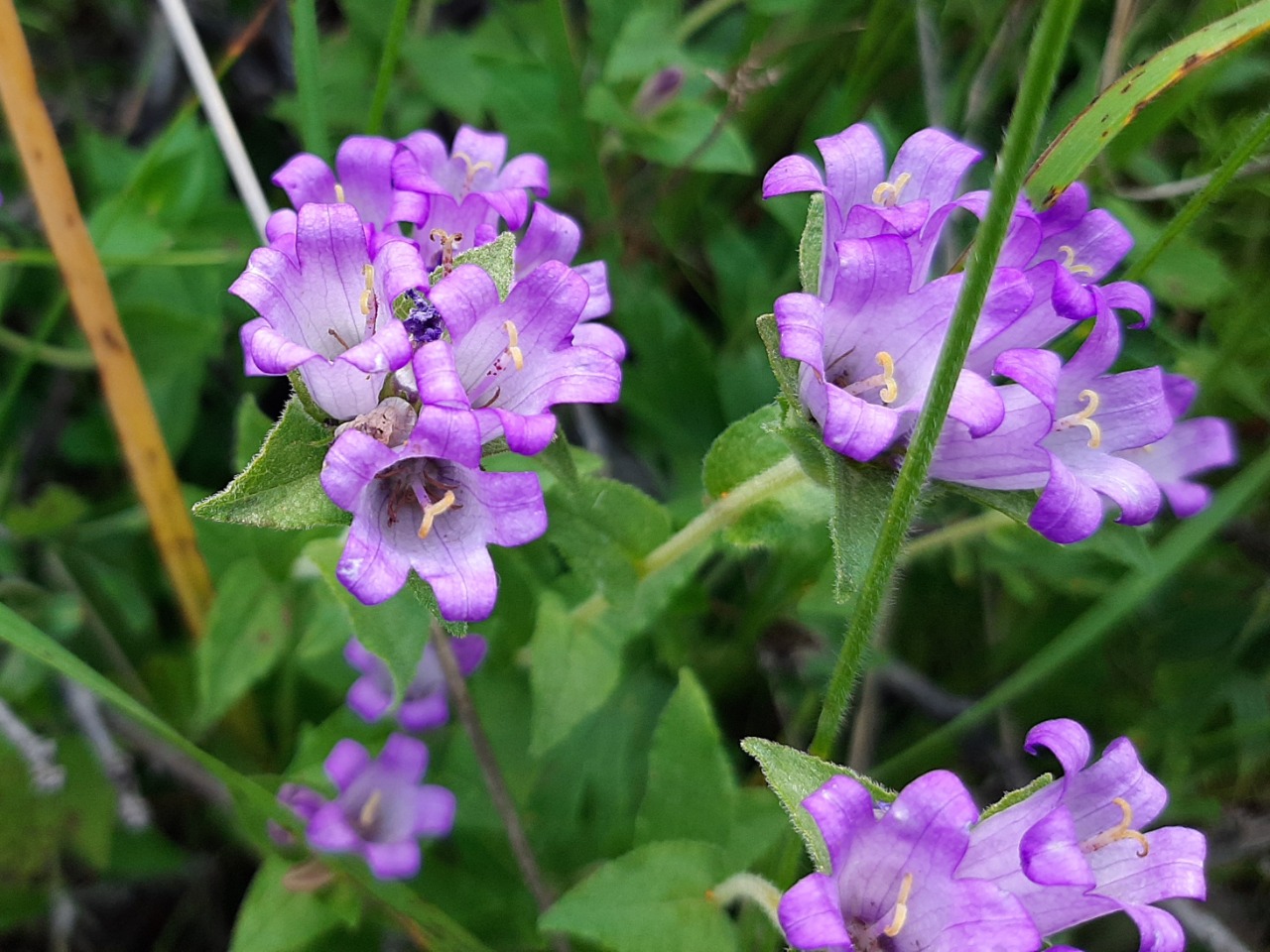 Campanula involucrata