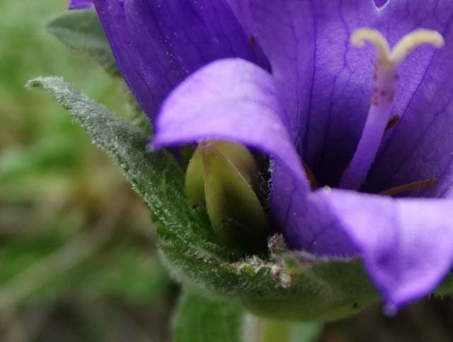 Campanula involucrata