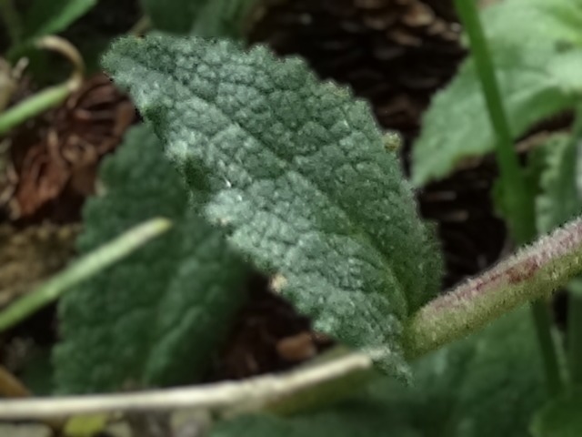 Campanula involucrata