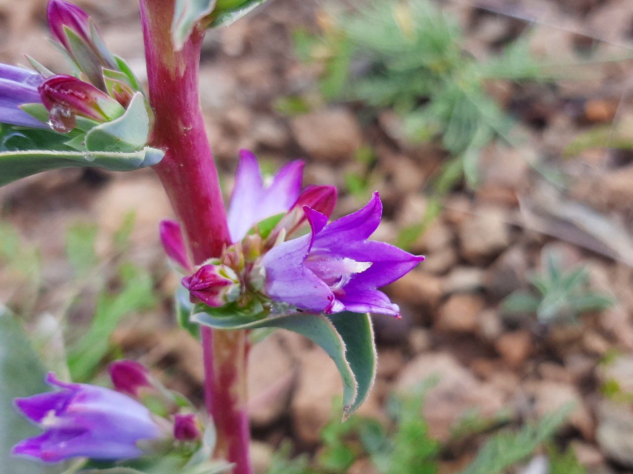 Campanula oligosperma