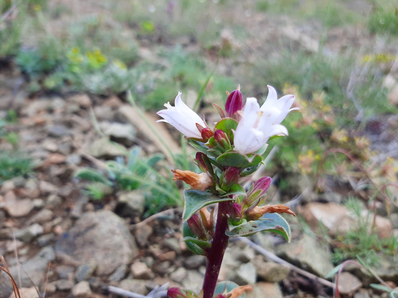 Campanula oligosperma