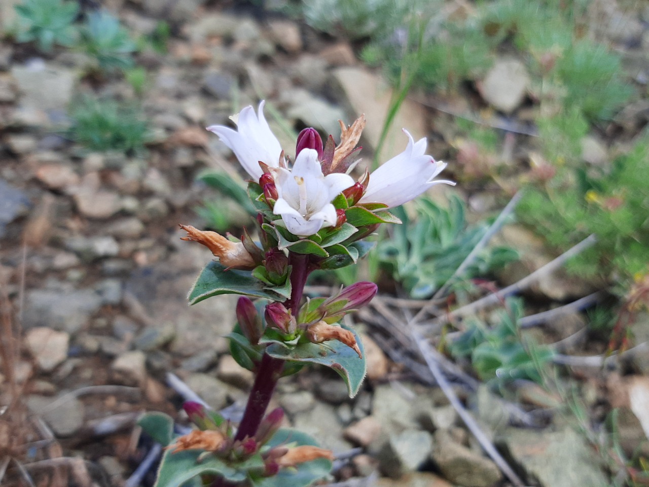 Campanula oligosperma