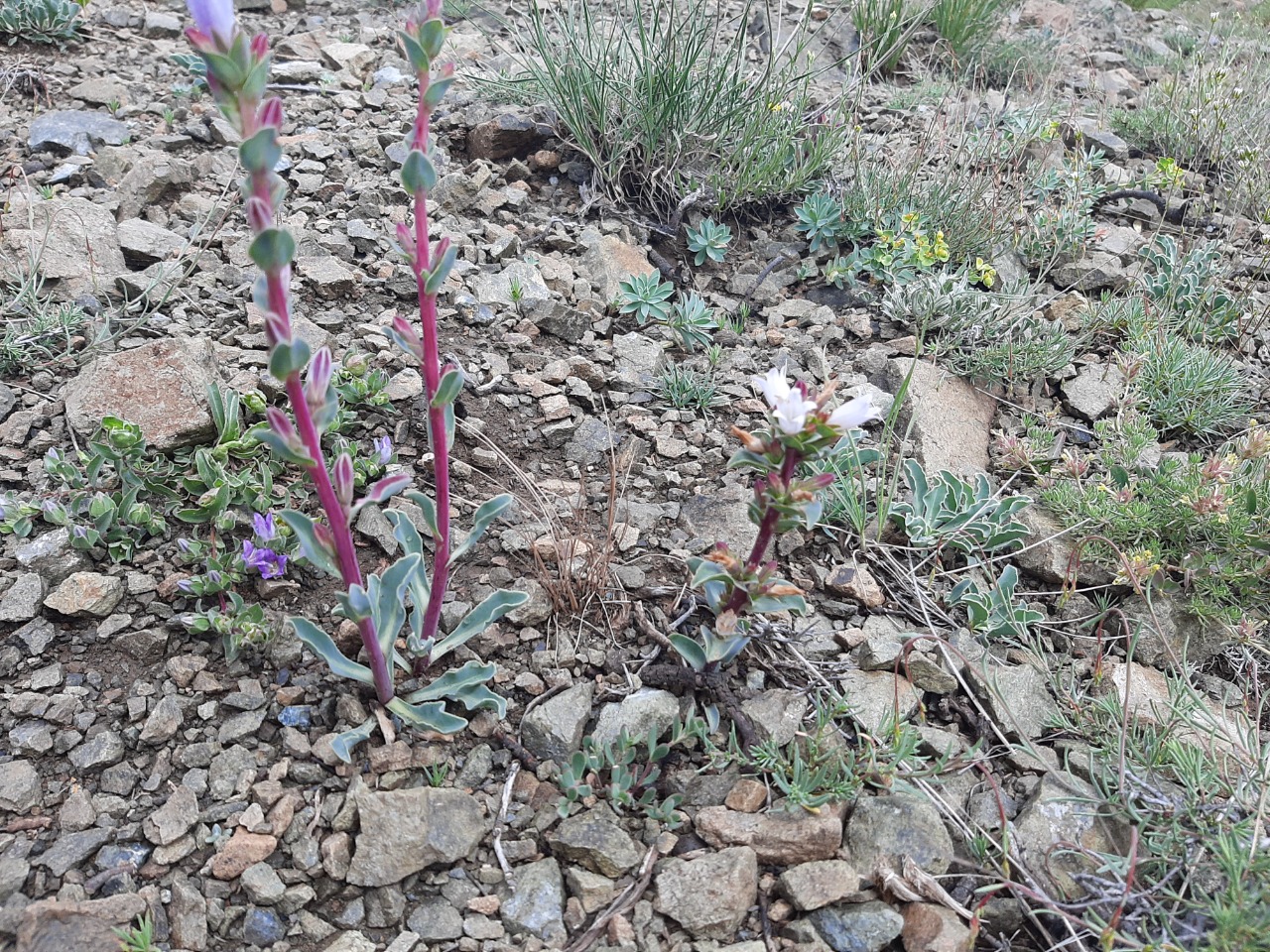 Campanula oligosperma