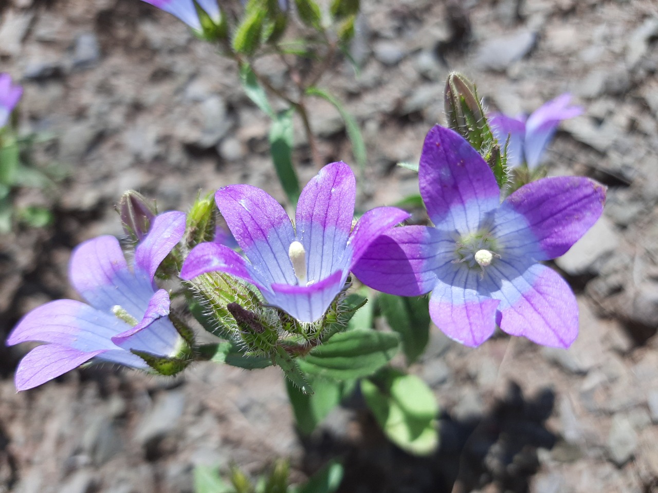 Campanula propinqua