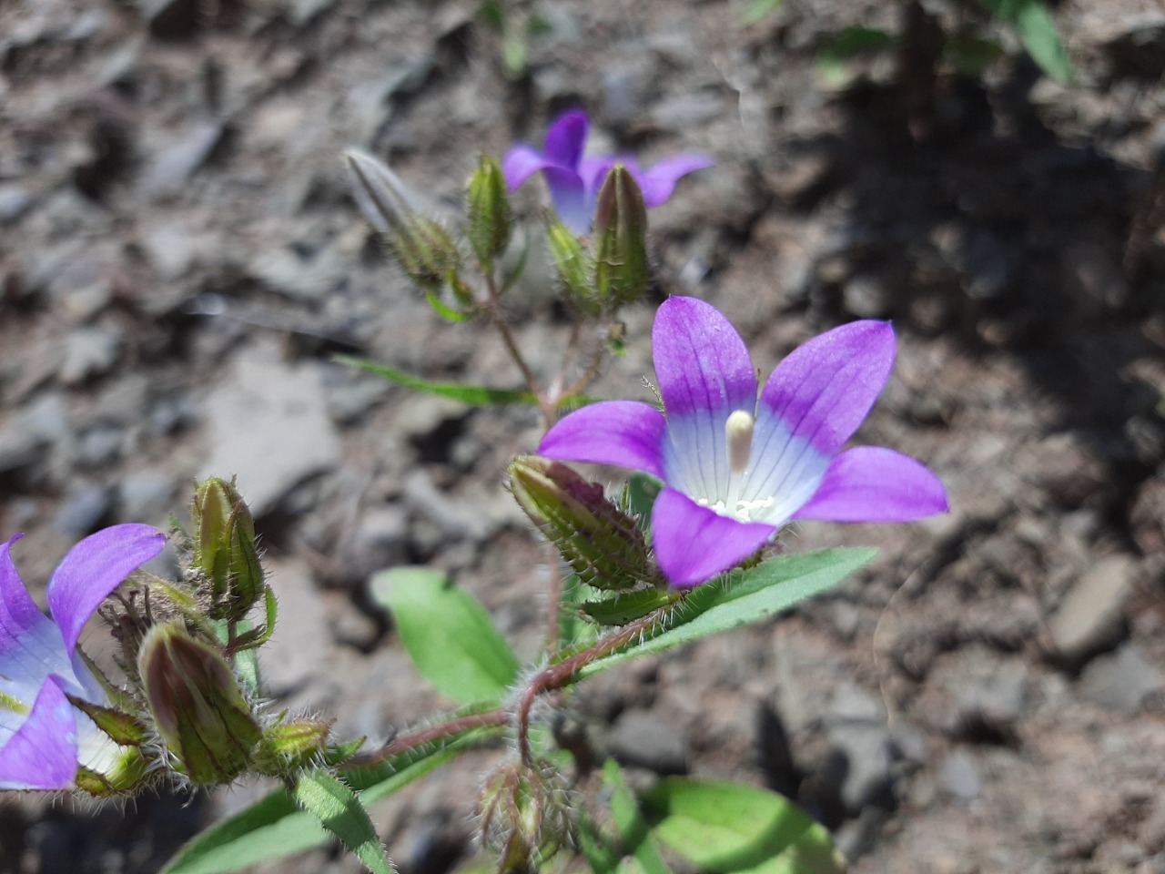 Campanula propinqua