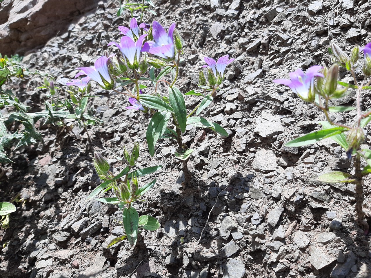 Campanula propinqua