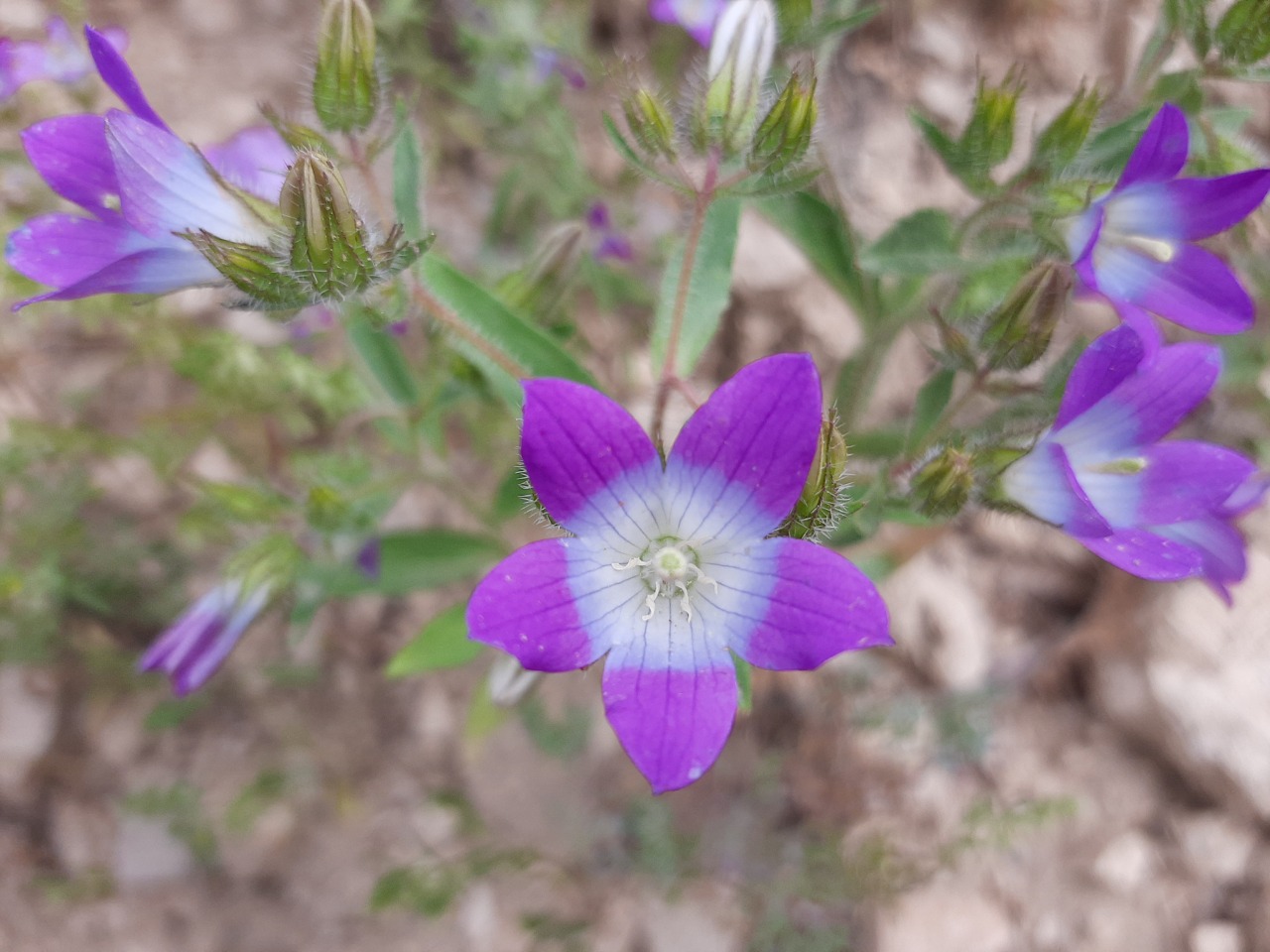 Campanula propinqua