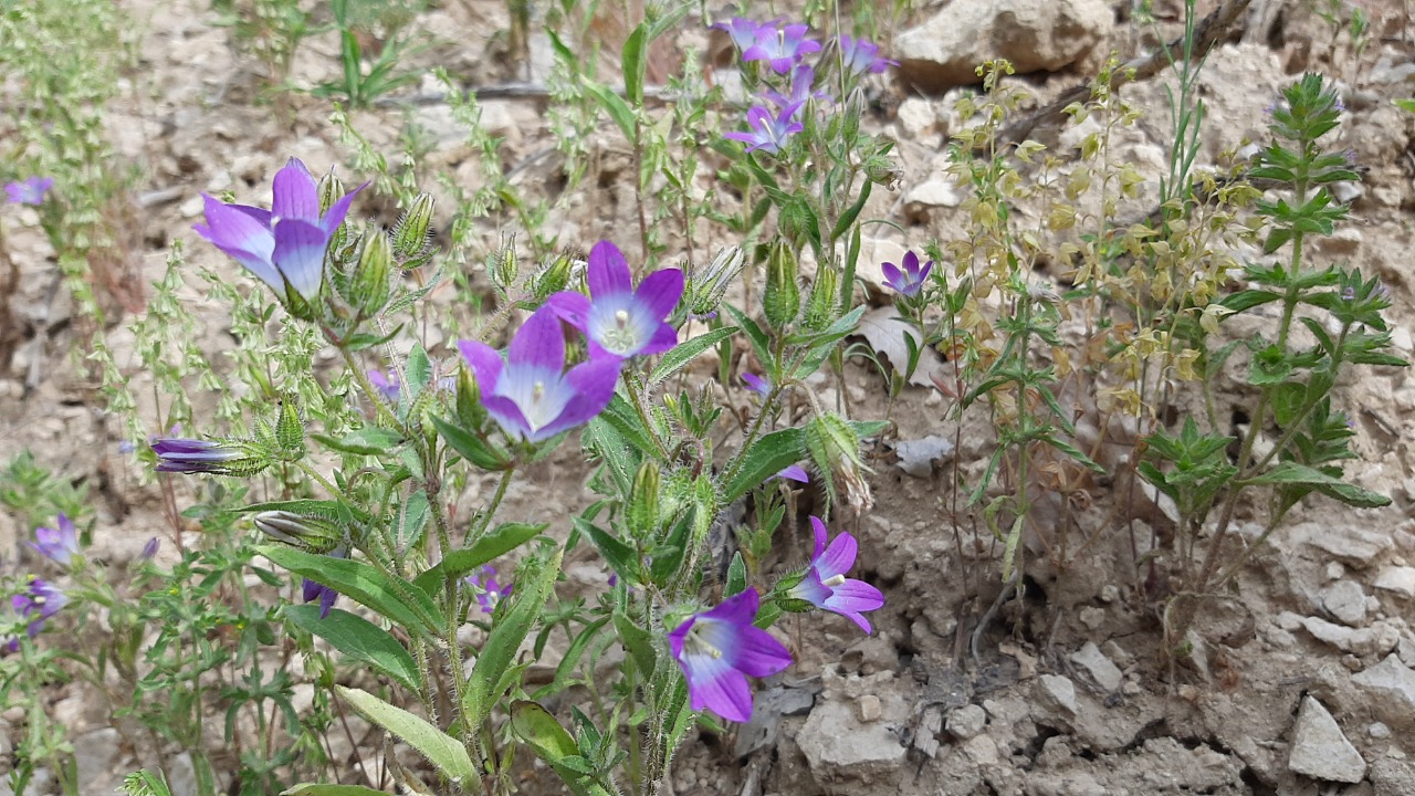 Campanula propinqua