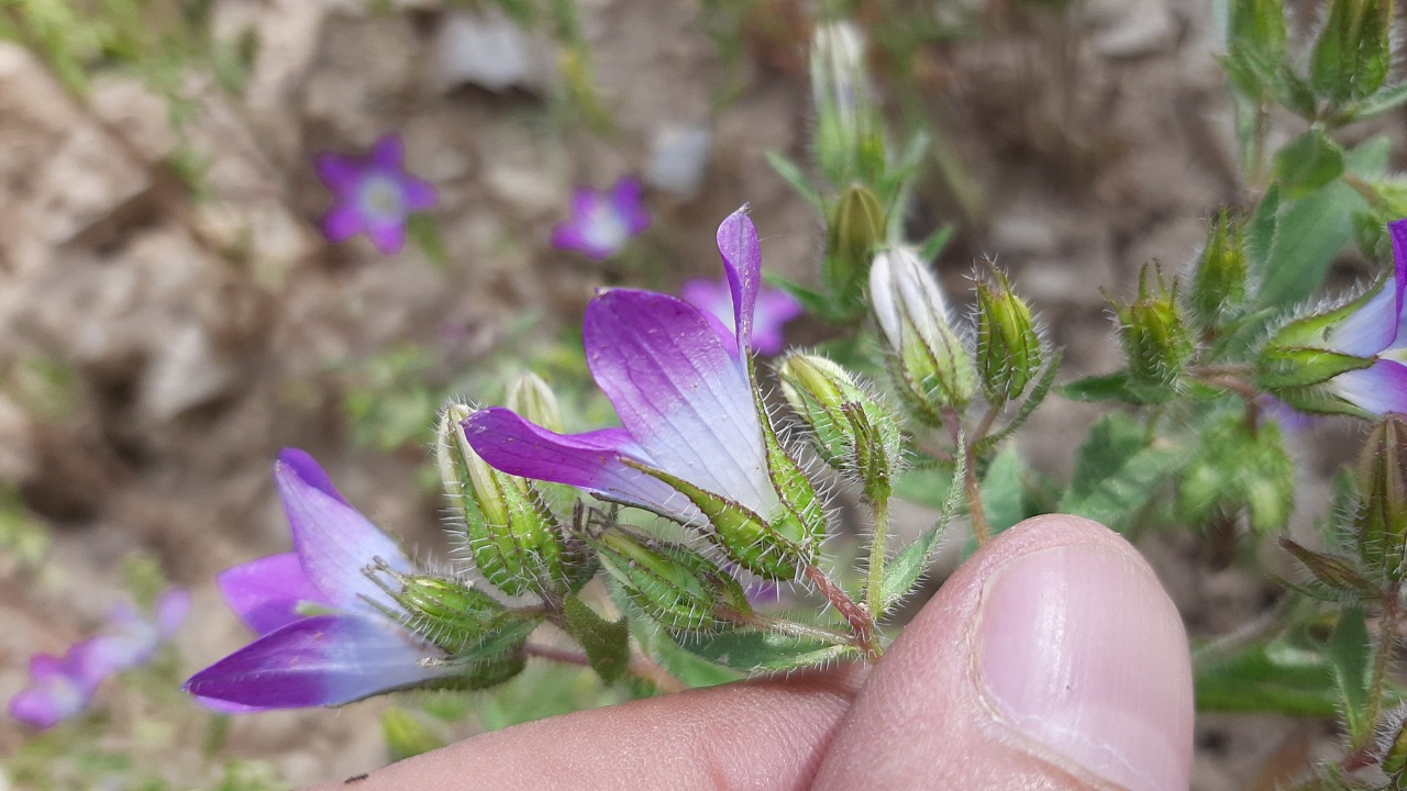 Campanula propinqua