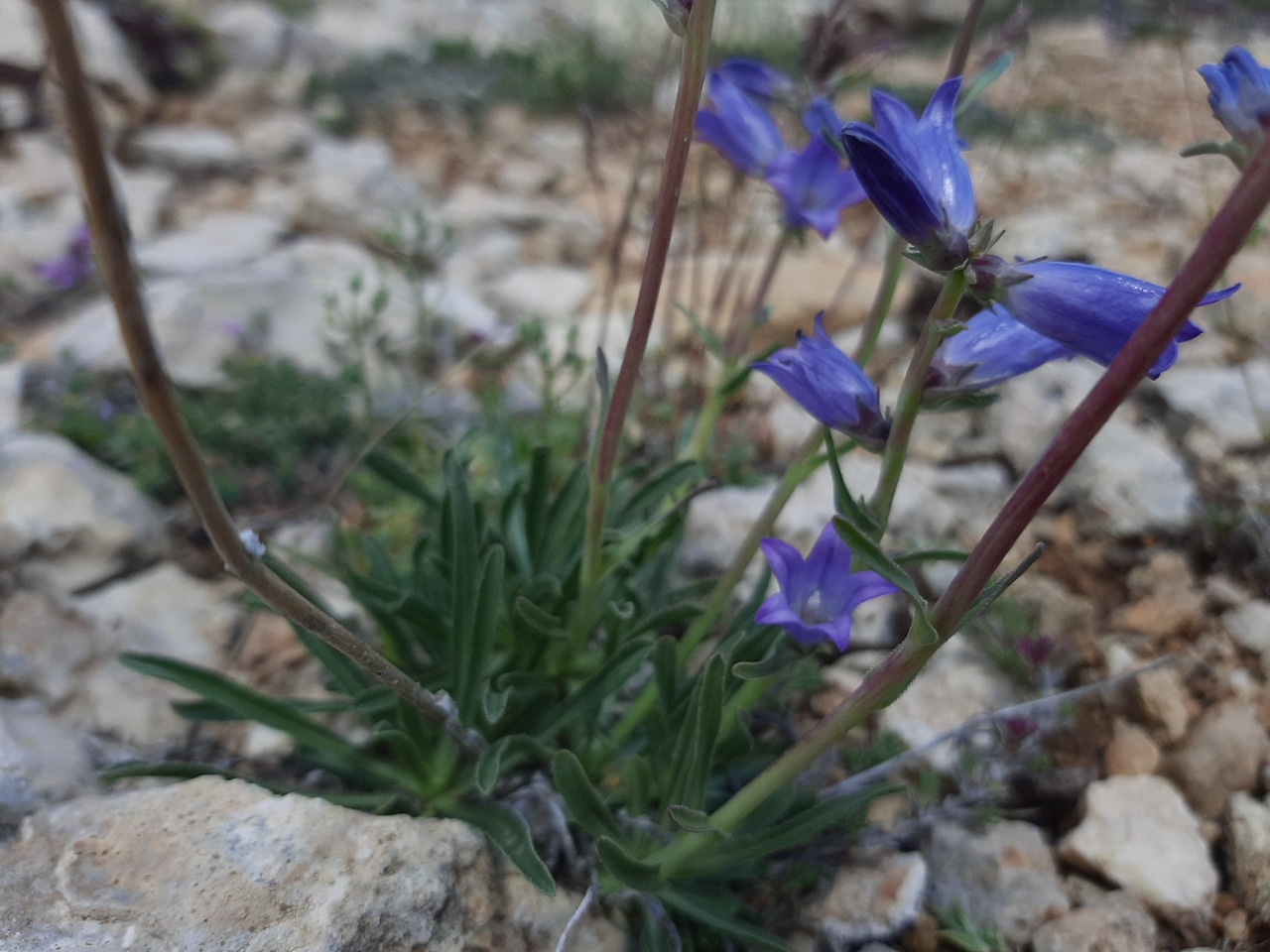 Campanula ptarmicifolia