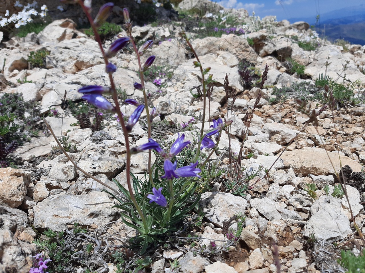 Campanula ptarmicifolia