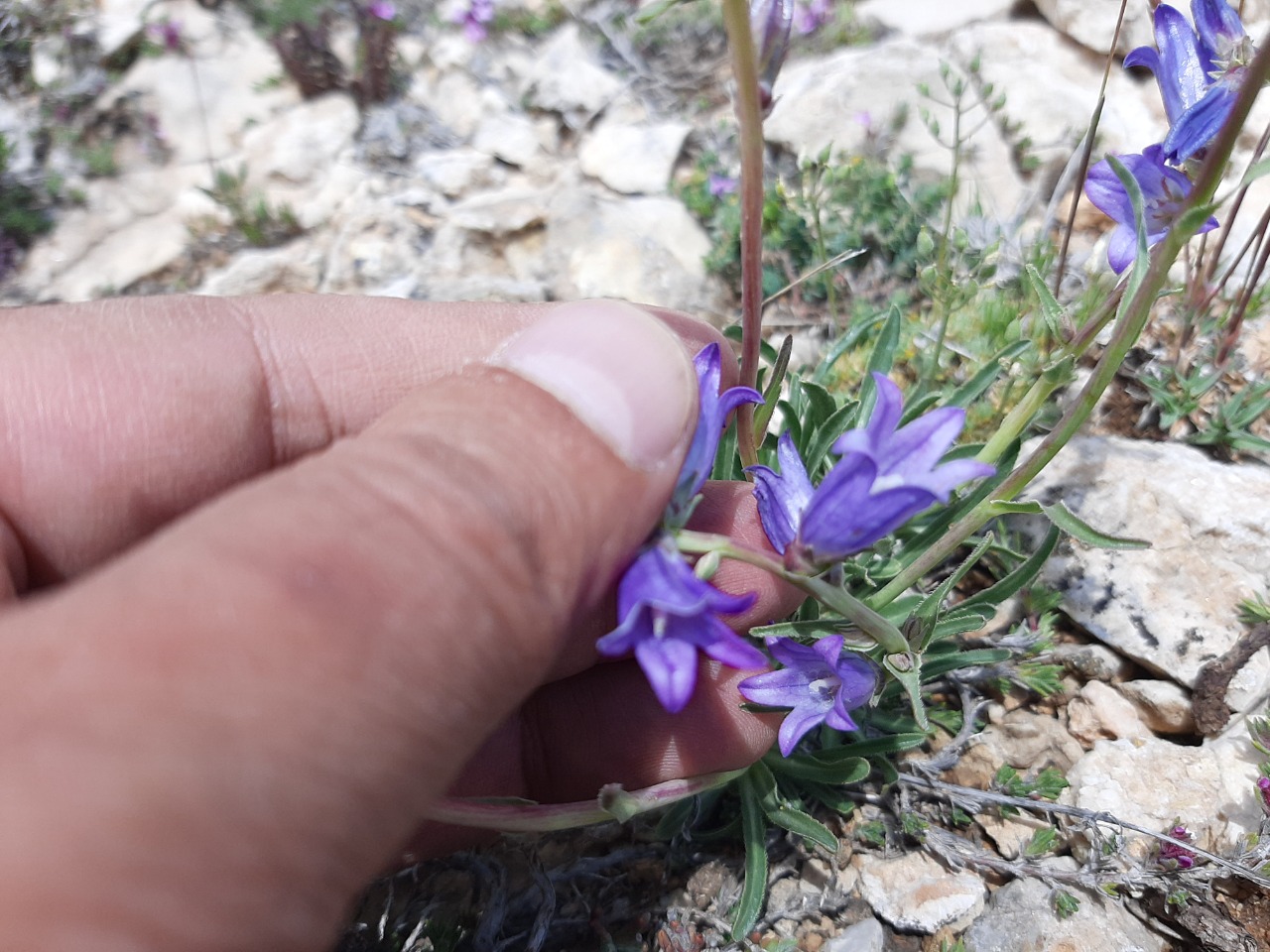 Campanula ptarmicifolia