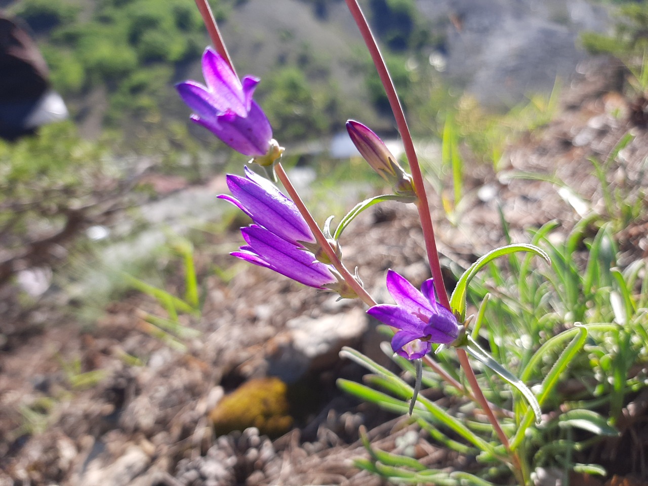 Campanula ptarmicifolia