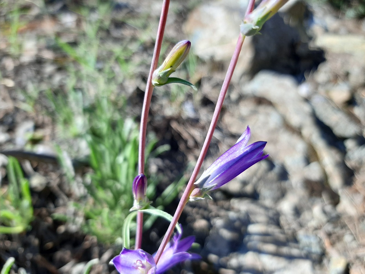 Campanula ptarmicifolia
