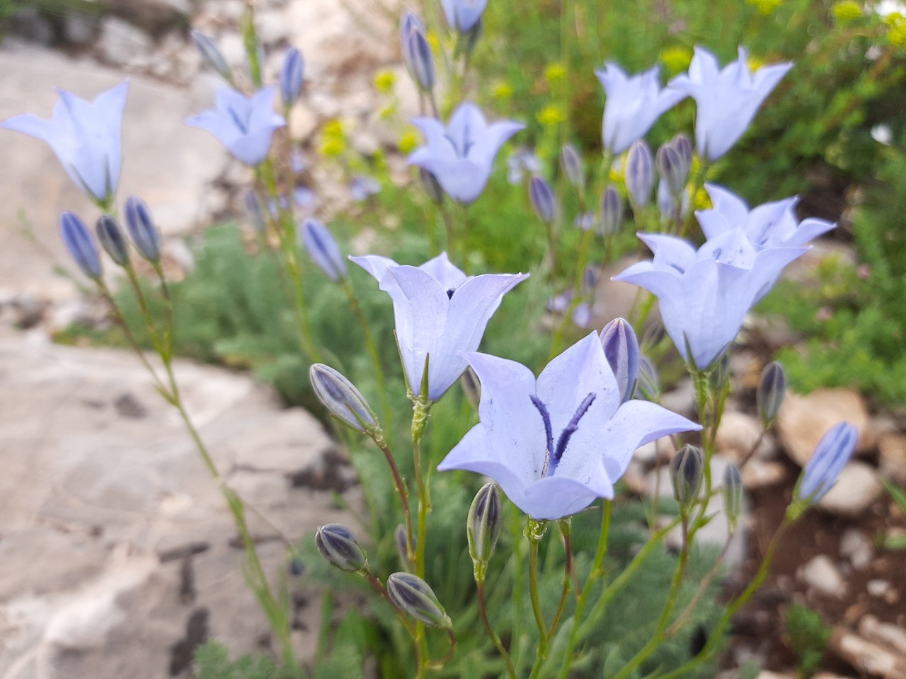 Campanula stevenii