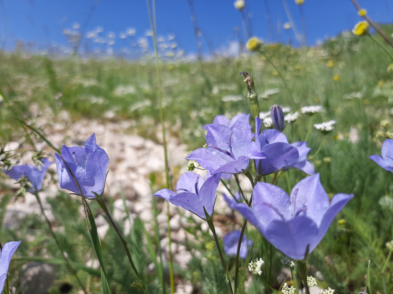 Campanula stevenii