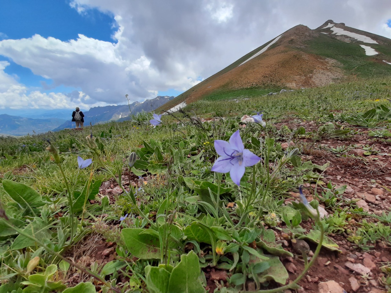 Campanula stevenii