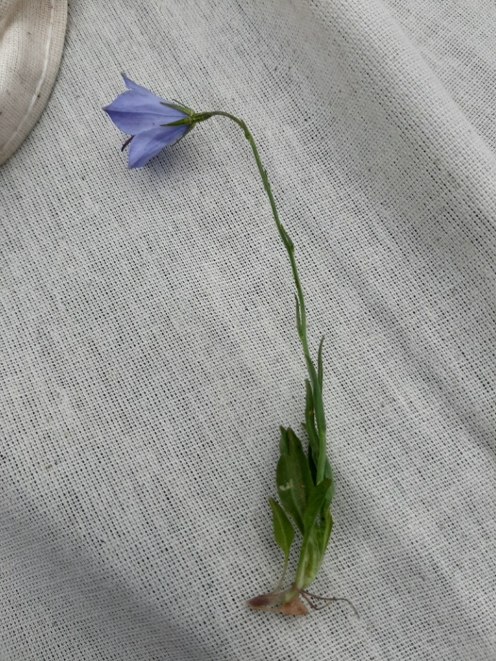 Campanula stevenii