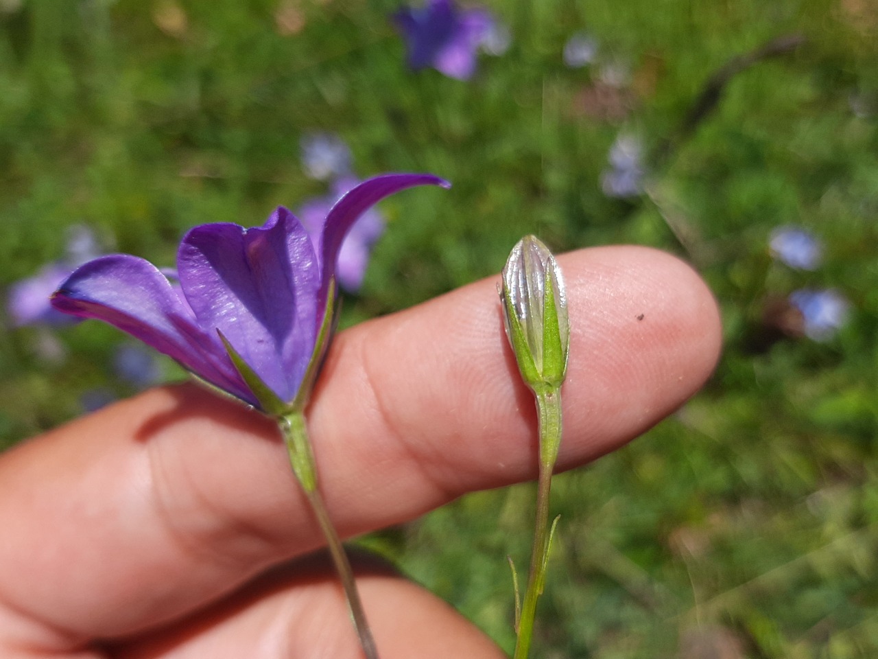 Campanula stevenii