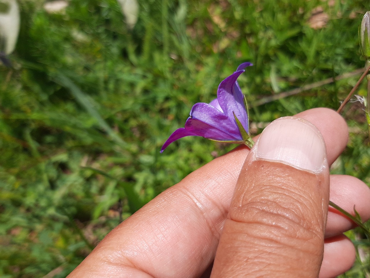 Campanula stevenii